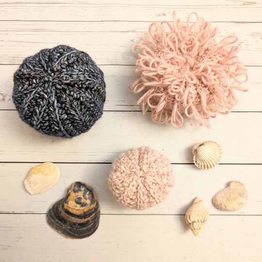 Sea Urchin