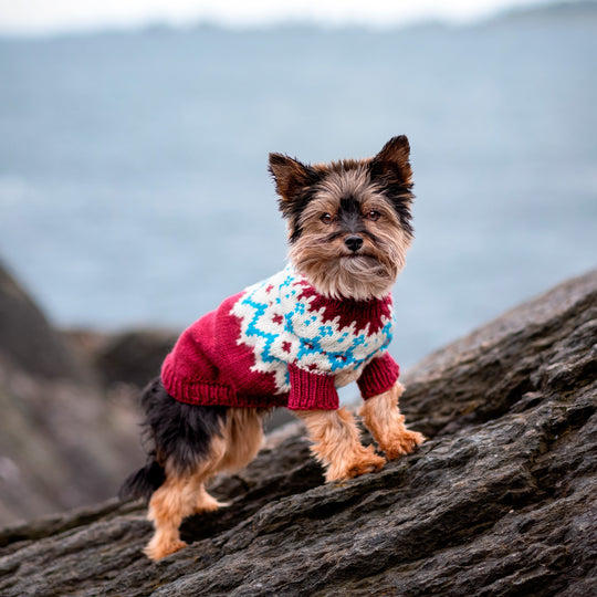 Yorkshire Terrier - Pull pour Chien