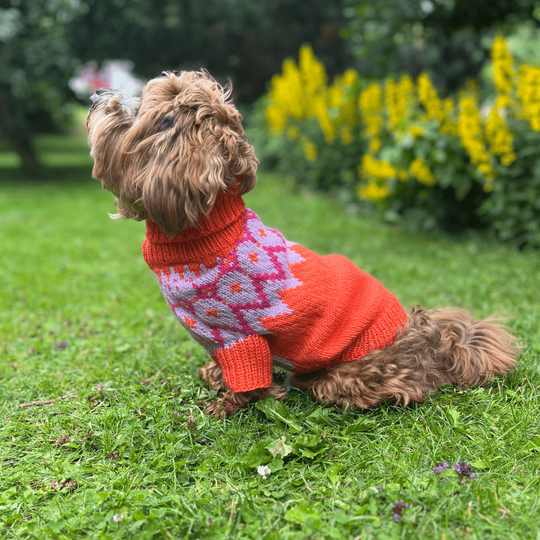 Bichon Havanais - Pull Chien