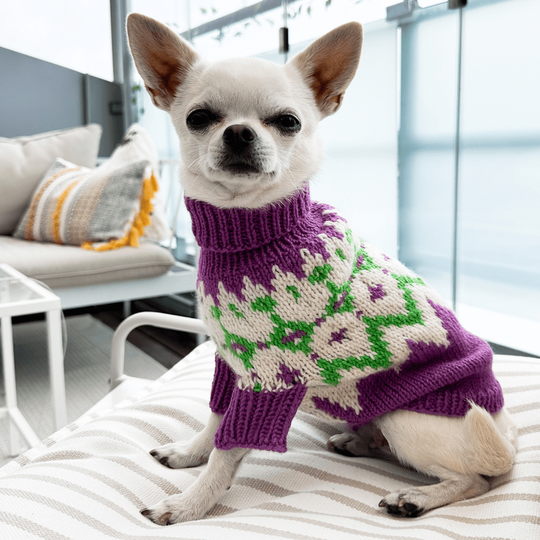 Chihuahua - Pull pour Chien