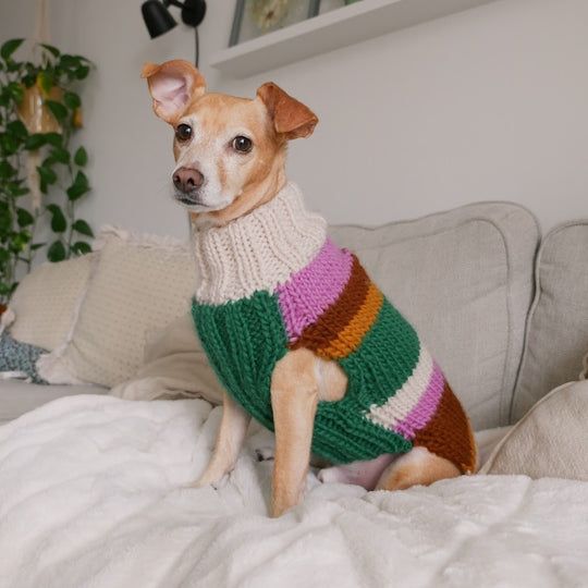 Benson - Pull pour Chien