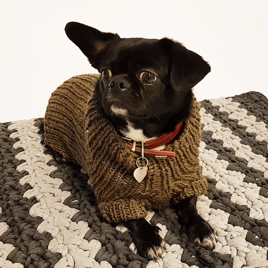 Pull Pour Chien Flemming