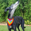 

Dandy - Bandana pour Chien
3