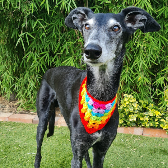 Dandy - Bandana pour Chien