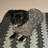 

Pull Pour Chien Flemming
2