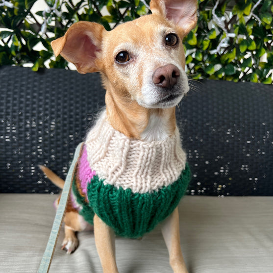 

Benson - Pull pour Chien
3