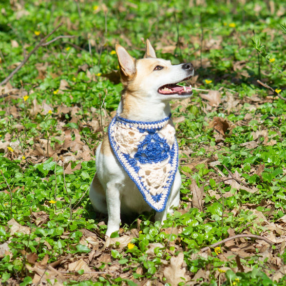

Gina - Bandana Dog
1