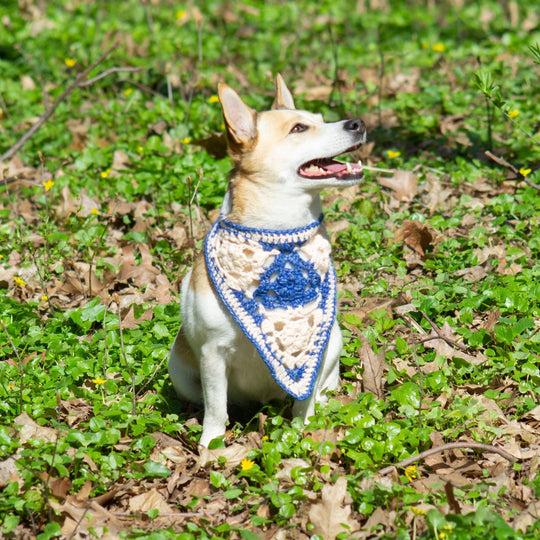 Gina - Bandana Dog