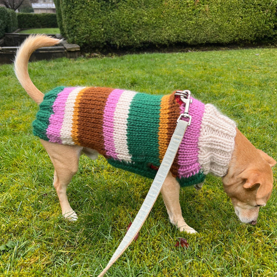 

Benson - Pull pour Chien
4