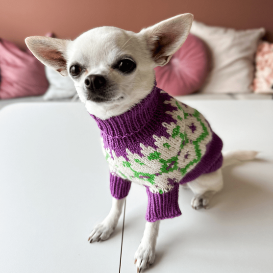 

Chihuahua - Pull pour Chien
4