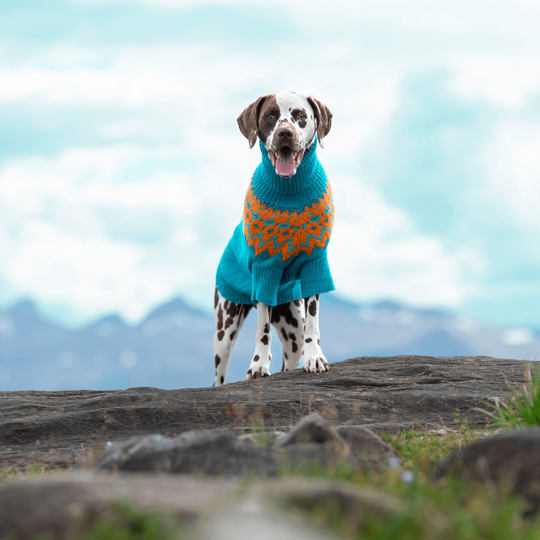 Dalmatien - Pull pour Chien