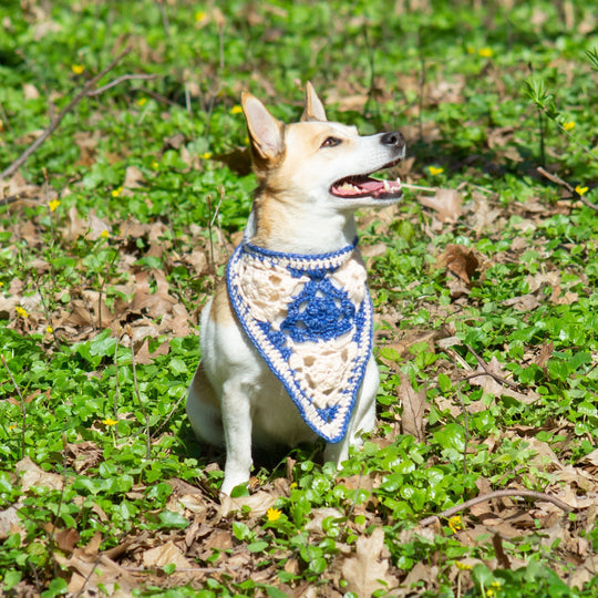 Gina - Bandana Dog