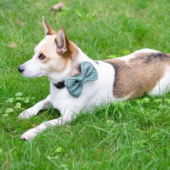 

Wow Bow - Nœud Chien
2