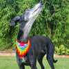 

Dandy - Bandana pour Chien
3