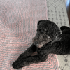 

Ruby’s Mitered Square Blanket - Couverture
2