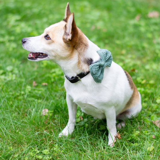 

Wow Bow - Nœud Chien
1