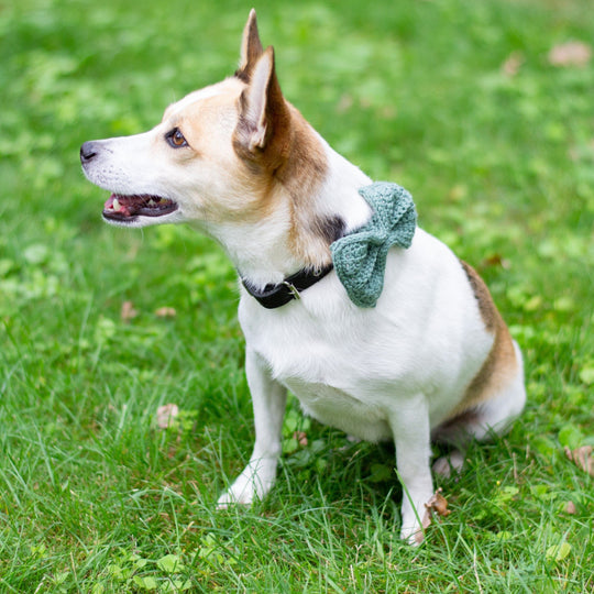 Wow Bow - Nœud Chien