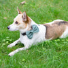 

Wow Bow - Nœud Chien
2