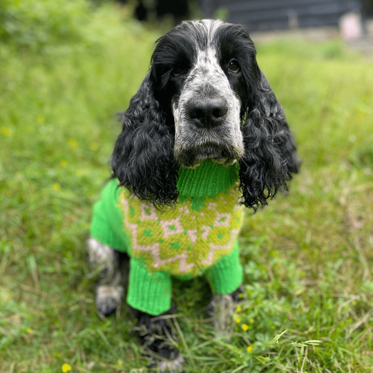 Cocker Spaniel - Pull pour Chien